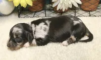 Willow, a female Miniature Dachshund for sale in Milan, IN – 9 of 9
