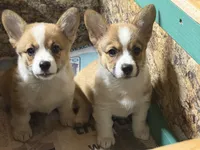 AKC Ella , a female Pembroke Welsh Corgi for sale in Milan, IN – 4 of 6