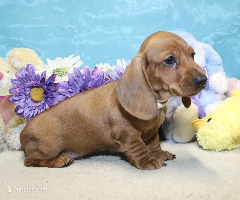 Ford – Miniature Dachshund puppy on hold in Milan, IN