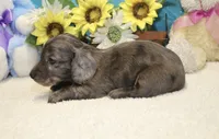 Jess, a male Miniature Dachshund for sale in Milan, IN – 6 of 8