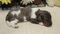 Coop, a male Miniature Dachshund for sale in Milan, IN – 3 of 8