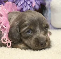 Ava, a female Miniature Dachshund for sale in Milan, IN – 1 of 8