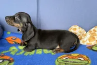 Ollie, a male Miniature Dachshund for sale in Milan, IN – 7 of 8