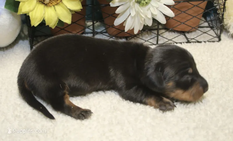 Elijah – Miniature Dachshund puppy for sale in Milan, IN