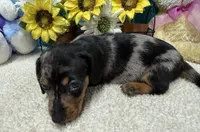 Hud, a male Miniature Dachshund for sale in Milan, IN – 3 of 8
