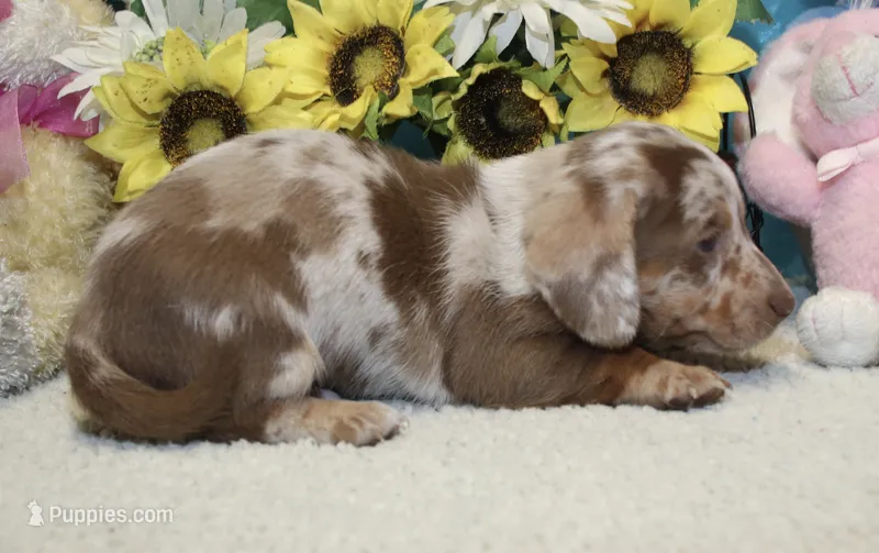 Cooper – Miniature Dachshund puppy for sale in Milan, IN
