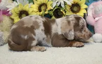 Cooper, a male Miniature Dachshund for sale in Milan, IN – 8 of 8