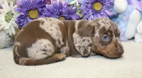 Kit, a male Miniature Dachshund for sale in Milan, IN – 1 of 7