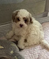 Cavapoo, a female Cavapoo and Poodle - Miniature  for sale in Louisa, KY – 2 of 5