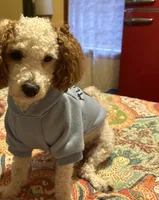 Cavapoo, a female Cavapoo and Poodle - Miniature  for sale in Louisa, KY – 3 of 5