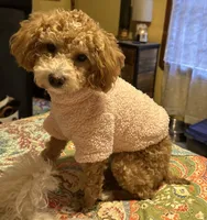 Cavapoo, a female Cavapoo and Poodle - Miniature  for sale in Louisa, KY – 4 of 5