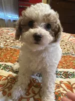 Cavapoo, a female Cavapoo and Poodle - Miniature  for sale in Louisa, KY – 5 of 5