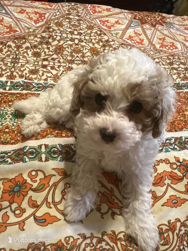 Cavapoo – Cavapoo, Poodle - Miniature  puppy for sale in Louisa, KY