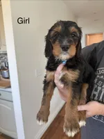 Cleo, a female Bernedoodle for sale in Oceanside, CA – 4 of 4
