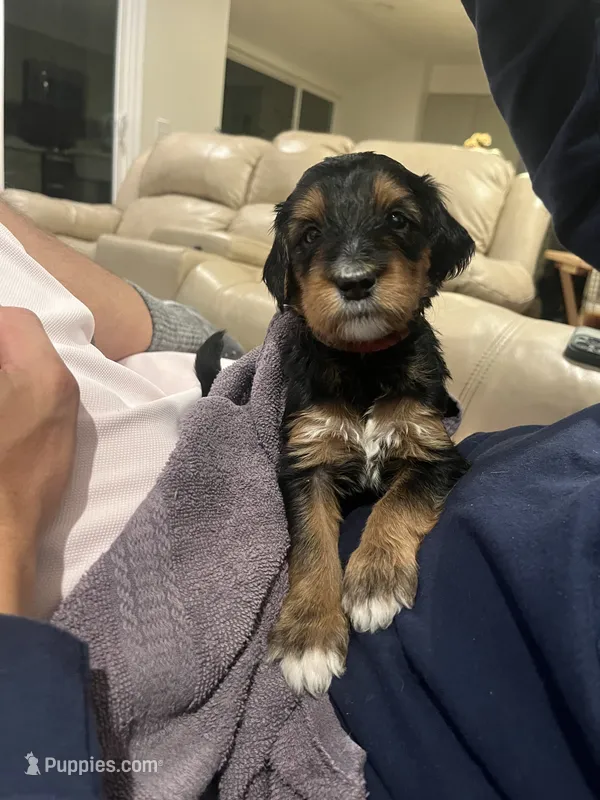 Cleo – Bernedoodle puppy for sale in Oceanside, CA
