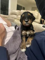 Cleo, a female Bernedoodle for sale in Oceanside, CA – 1 of 4