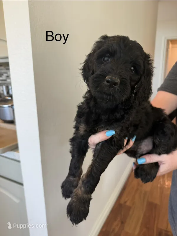 Kuto – Bernedoodle puppy for sale in Oceanside, CA