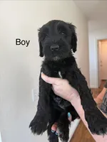Tank, a male Bernedoodle for sale in Oceanside, CA – 1 of 1