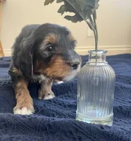 Cleo, a female Bernedoodle for sale in Oceanside, CA – 3 of 4