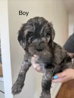 LJ, a male Bernedoodle for sale in Oceanside, CA – 1 of 1