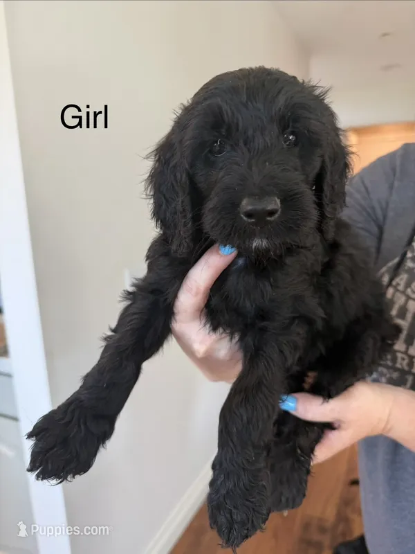 RAVEN – Bernedoodle puppy for sale in Oceanside, CA