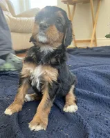 Cleo, a female Bernedoodle for sale in Oceanside, CA – 2 of 4