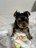 Daisy, a female Yorkshire Terrier for sale in Wenatchee, WA – Photo 6 of 10