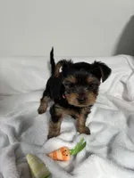 Daisy, a female Yorkshire Terrier for sale in Wenatchee, WA – Photo 9 of 10