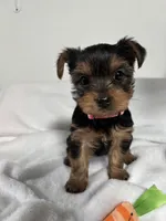 Daisy, a female Yorkshire Terrier for sale in Wenatchee, WA – Photo 2 of 10