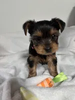 Daisy, a female Yorkshire Terrier for sale in Wenatchee, WA – Photo 7 of 10