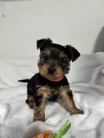 Daisy, a female Yorkshire Terrier for sale in Wenatchee, WA – Photo 1 of 10