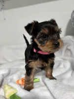Daisy, a female Yorkshire Terrier for sale in Wenatchee, WA – Photo 8 of 10
