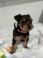 Daisy, a female Yorkshire Terrier for sale in Wenatchee, WA – Photo 3 of 10