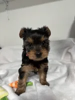 Daisy, a female Yorkshire Terrier for sale in Wenatchee, WA – Photo 4 of 10