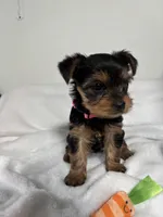 Daisy, a female Yorkshire Terrier for sale in Wenatchee, WA – Photo 10 of 10