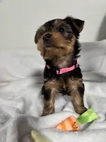 Daisy, a female Yorkshire Terrier for sale in Wenatchee, WA – Photo 5 of 10