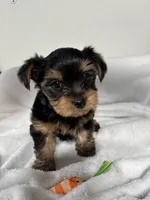 Elliot, a male Yorkshire Terrier for sale in Wenatchee, WA – Photo 5 of 9