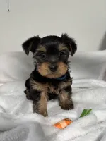 Elliot, a male Yorkshire Terrier for sale in Wenatchee, WA – Photo 1 of 9