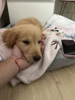 Milo , a male Golden Retriever for sale in Miami, FL – 2 of 3