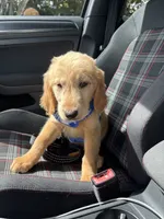 Milo , a male Golden Retriever for sale in Miami, FL – 3 of 3