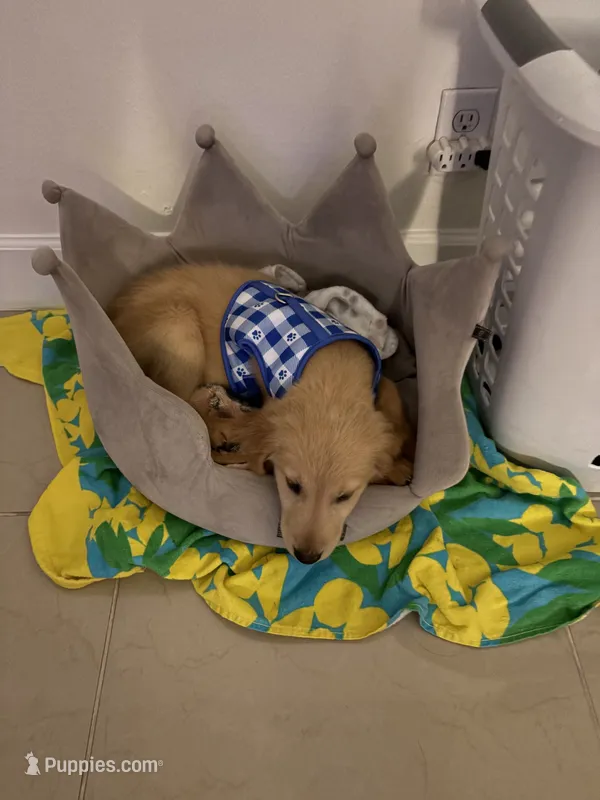 Milo  – Golden Retriever puppy for sale in Miami, FL