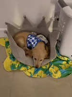 Milo , a male Golden Retriever for sale in Miami, FL – 1 of 3