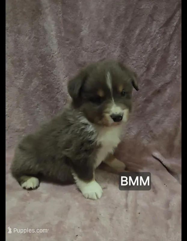 Paloma – Miniature Australian Shepherd puppy for sale in Bend, OR
