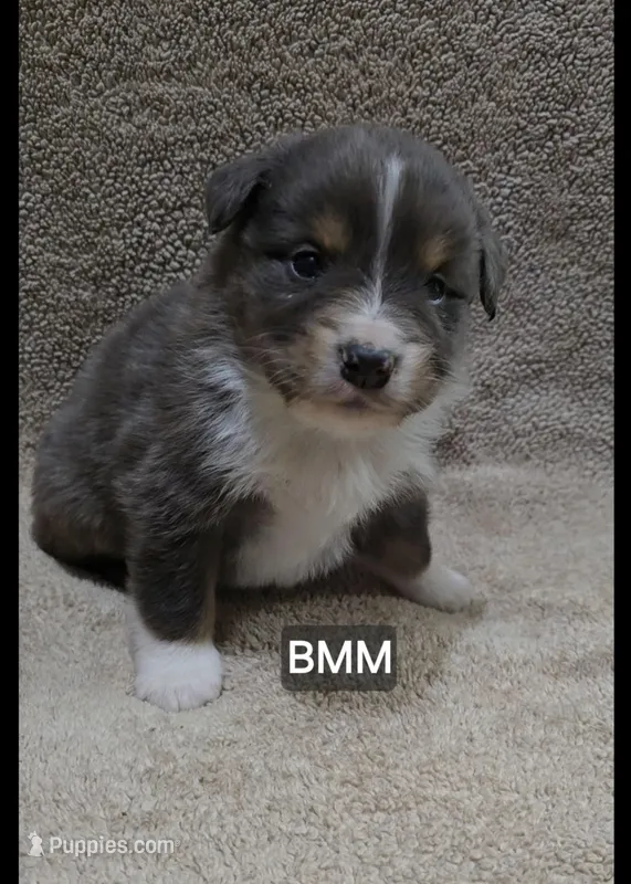 Paloma – Miniature Australian Shepherd puppy for sale in Bend, OR