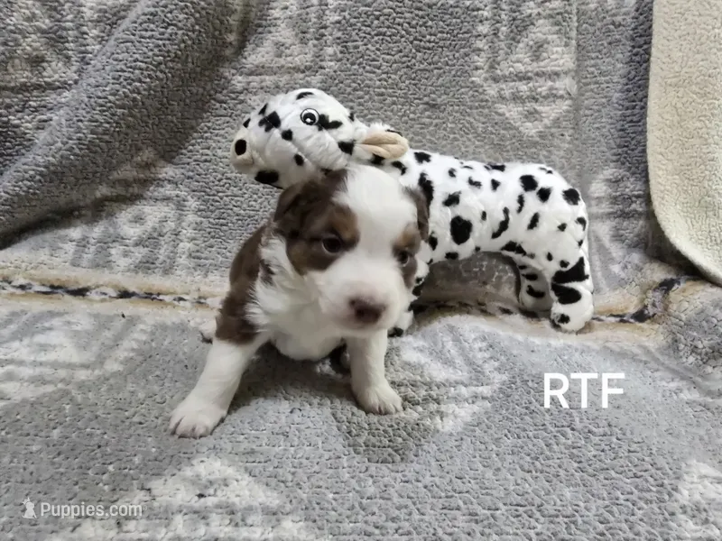 RTF – Miniature Australian Shepherd puppy for sale in Bend, OR