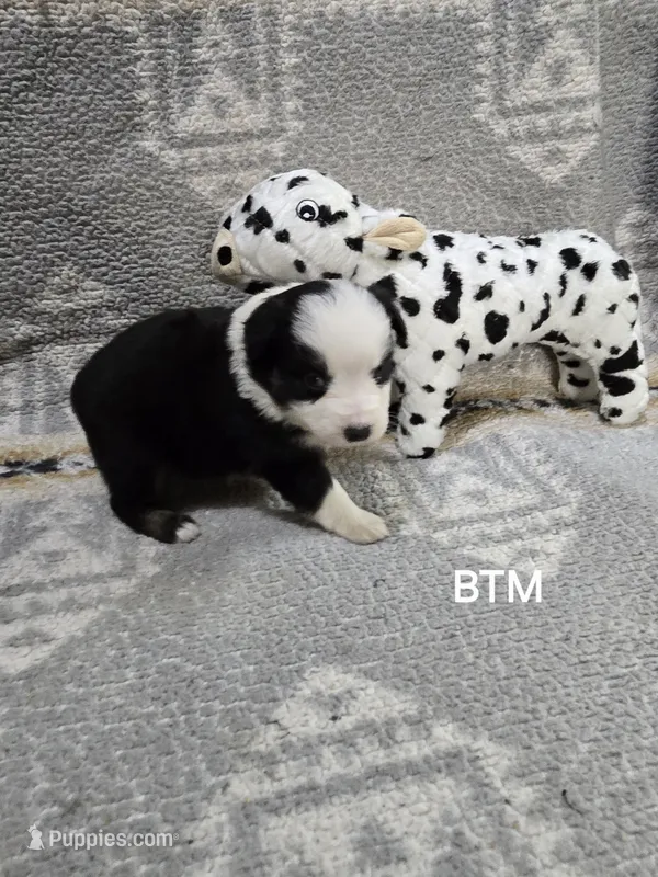 BTM – Miniature Australian Shepherd puppy for sale in Bend, OR
