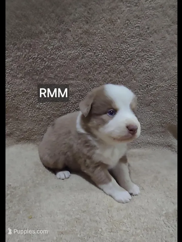 Berkley – Miniature Australian Shepherd puppy for sale in Bend, OR