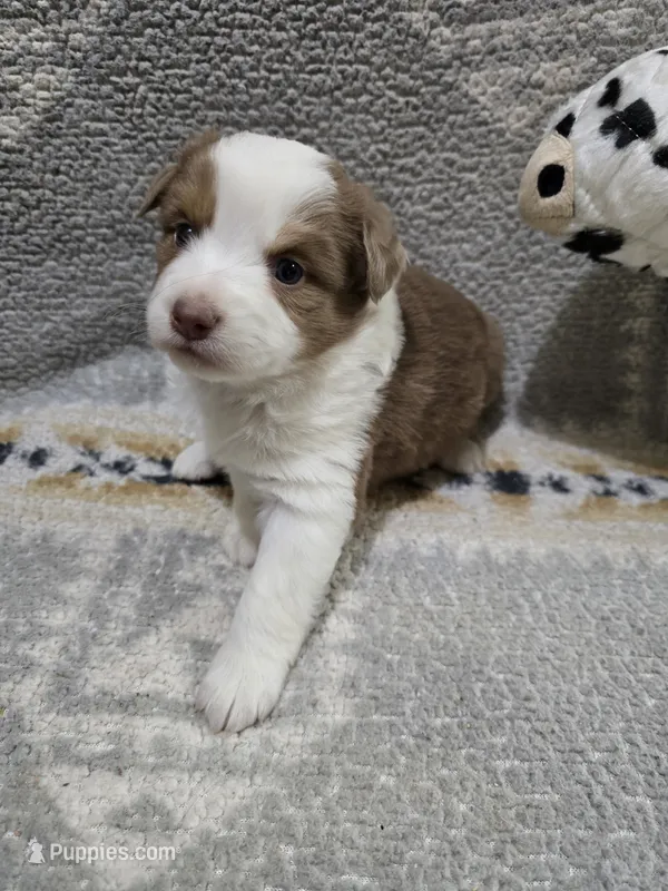 RMF – Miniature Australian Shepherd puppy for sale in Bend, OR