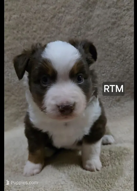 Rush – Miniature Australian Shepherd puppy for sale in Bend, OR
