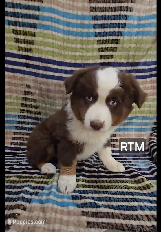Rush – Miniature Australian Shepherd puppy for sale in Bend, OR